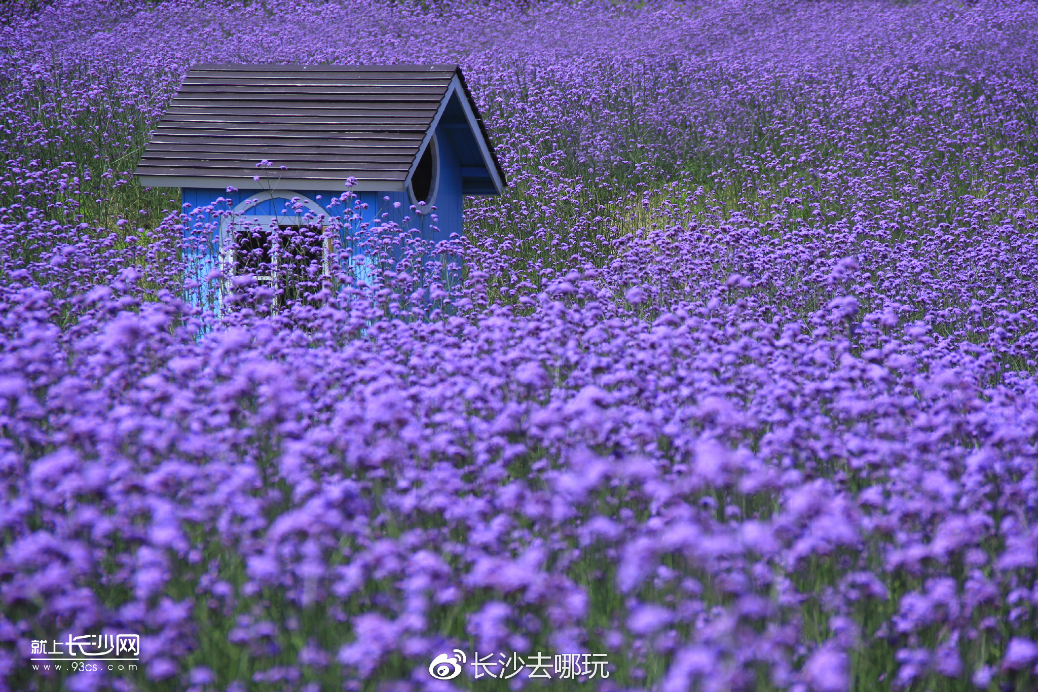 铎币(匈牙利帕戈币)